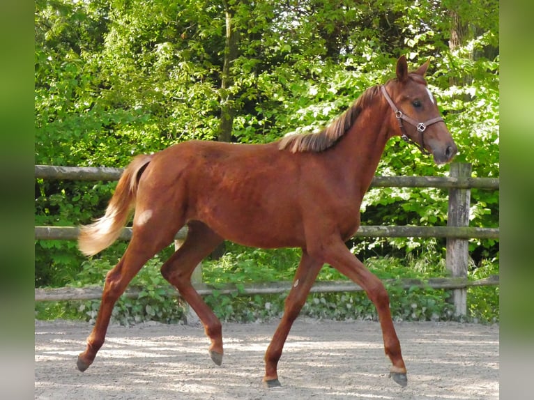 German Riding Horse Mare 1 year 14,1 hh in Dorsten