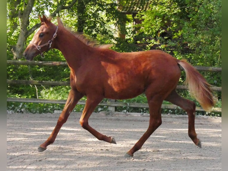 German Riding Horse Mare 1 year 14,1 hh in Dorsten
