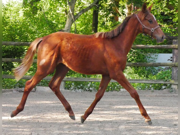 German Riding Horse Mare 1 year 14,1 hh in Dorsten