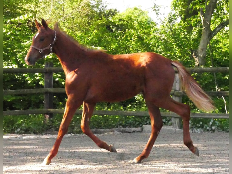 German Riding Horse Mare 1 year 14,1 hh in Dorsten