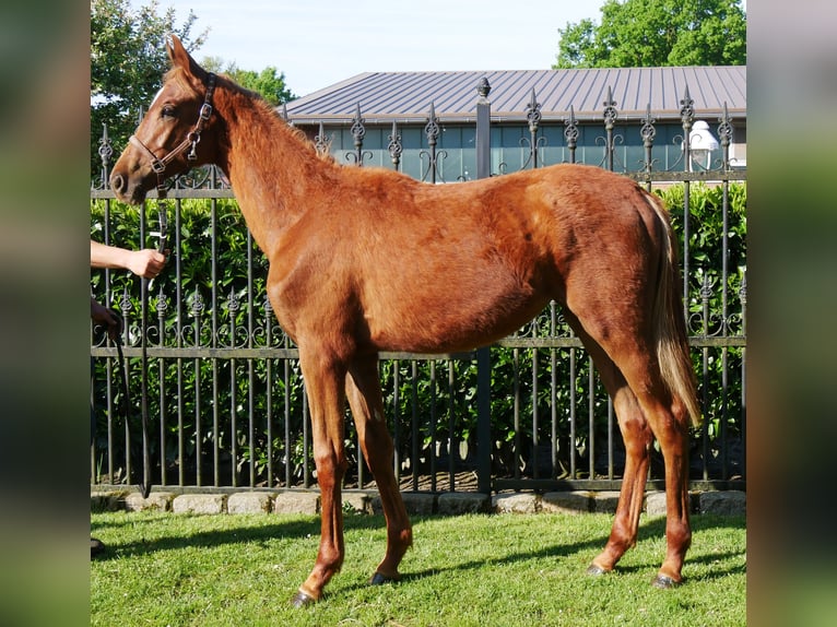 German Riding Horse Mare 1 year 14,1 hh in Dorsten