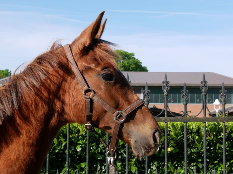 German Riding Horse Mare 1 year 14,1 hh in Dorsten