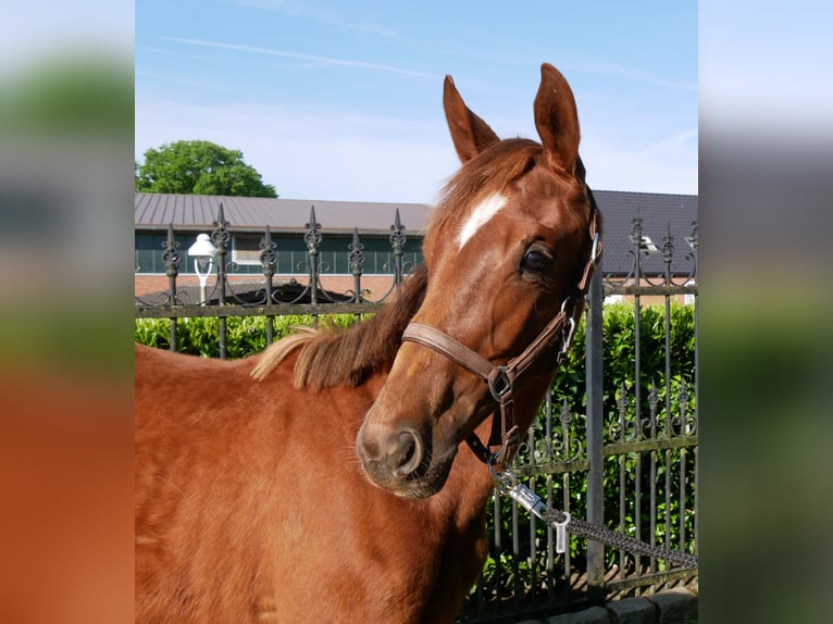 German Riding Horse Mare 1 year 14,1 hh in Dorsten