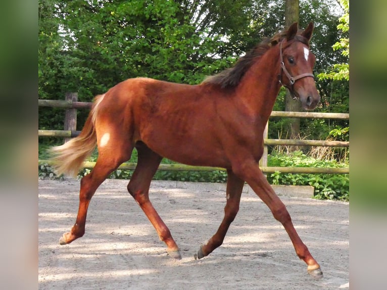 German Riding Horse Mare 1 year 14,1 hh in Dorsten