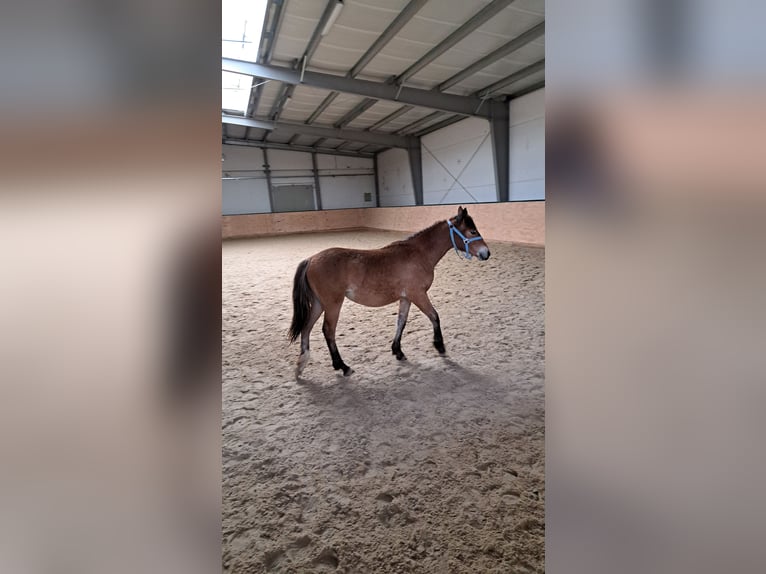 German Riding Horse Mare 1 year 15,2 hh Brown in Freyburg