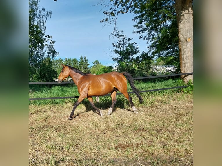 German Riding Horse Mare 1 year 15,2 hh Chestnut-Red in Aken