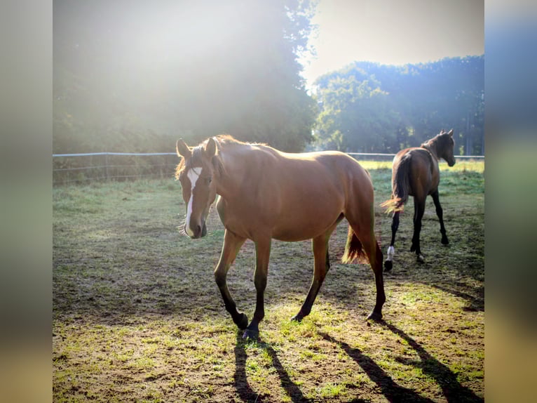 German Riding Horse Mix Mare 1 year 15,1 hh Brown in Womrath