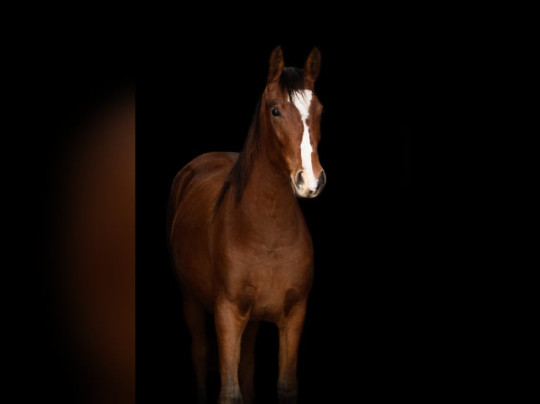 German Riding Horse Mix Mare 1 year 15,1 hh Brown in Womrath