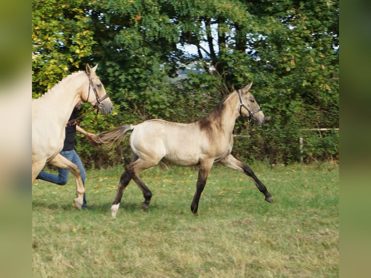 German Riding Horse Mare 1 year 16.2 hh Dun in Mügeln