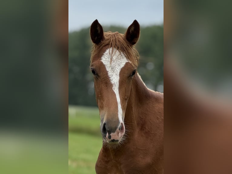 German Riding Horse Mare 1 year 16 hh Chestnut-Red in Hemmoor