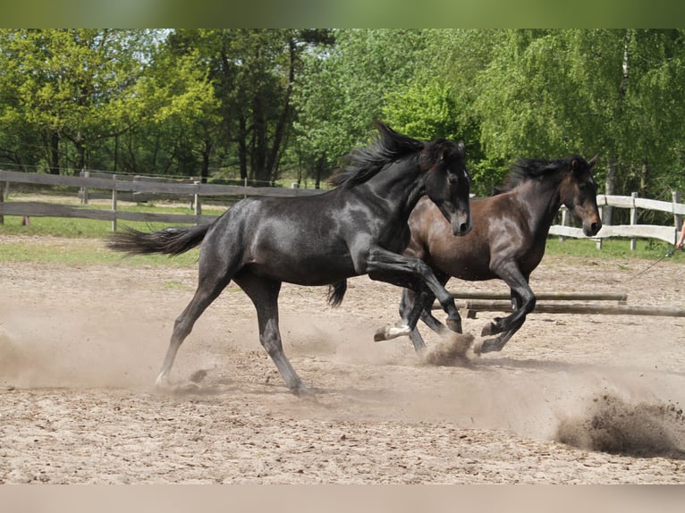 German Riding Horse Mare 1 year 16 hh Gray-Dark-Tan in gl&#xFC;cksburg