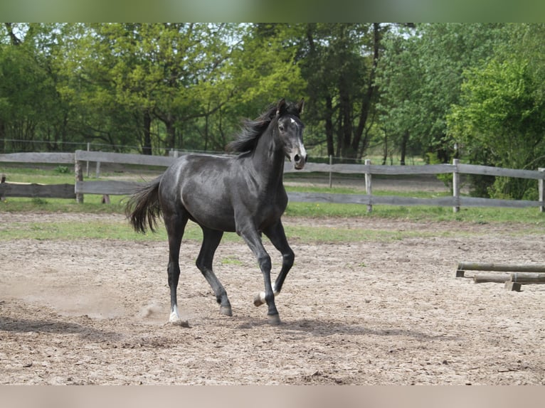 German Riding Horse Mare 1 year 16 hh Gray-Dark-Tan in gl&#xFC;cksburg