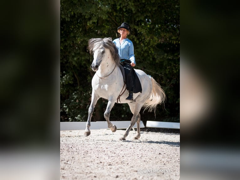 German Riding Horse Mare 1 year 16 hh Gray-Dark-Tan in gl&#xFC;cksburg