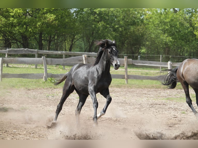 German Riding Horse Mare 1 year 16 hh Gray-Dark-Tan in gl&#xFC;cksburg