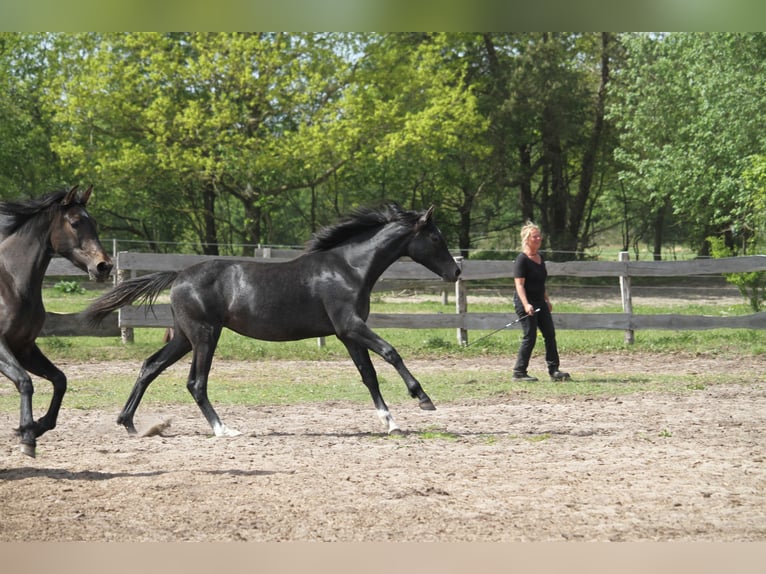German Riding Horse Mare 1 year 16 hh Gray-Dark-Tan in gl&#xFC;cksburg