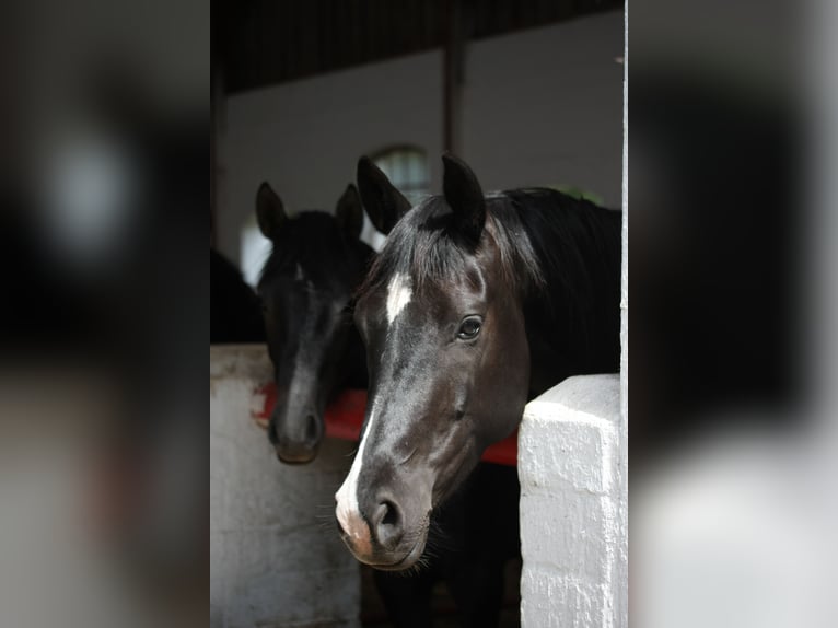 German Riding Horse Mare 1 year 16 hh Gray-Dark-Tan in gl&#xFC;cksburg