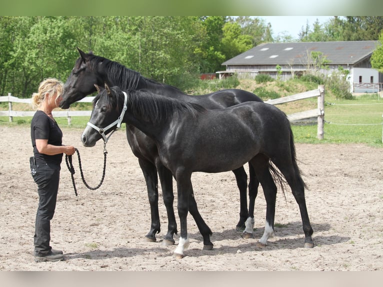 German Riding Horse Mare 1 year 16 hh Gray-Dark-Tan in gl&#xFC;cksburg