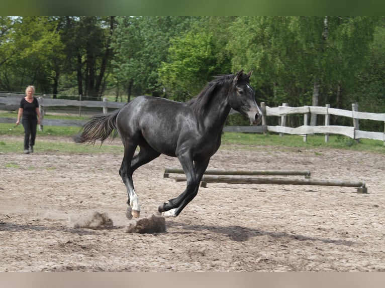 German Riding Horse Mare 1 year 16 hh Gray-Dark-Tan in gl&#xFC;cksburg