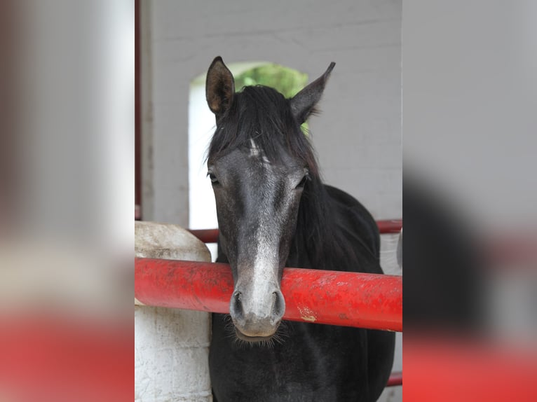 German Riding Horse Mare 1 year 16 hh Gray-Dark-Tan in gl&#xFC;cksburg