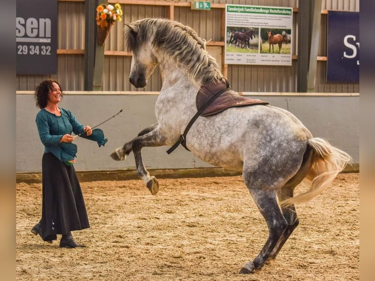 German Riding Horse Mare 1 year 16 hh Gray-Dark-Tan in gl&#xFC;cksburg