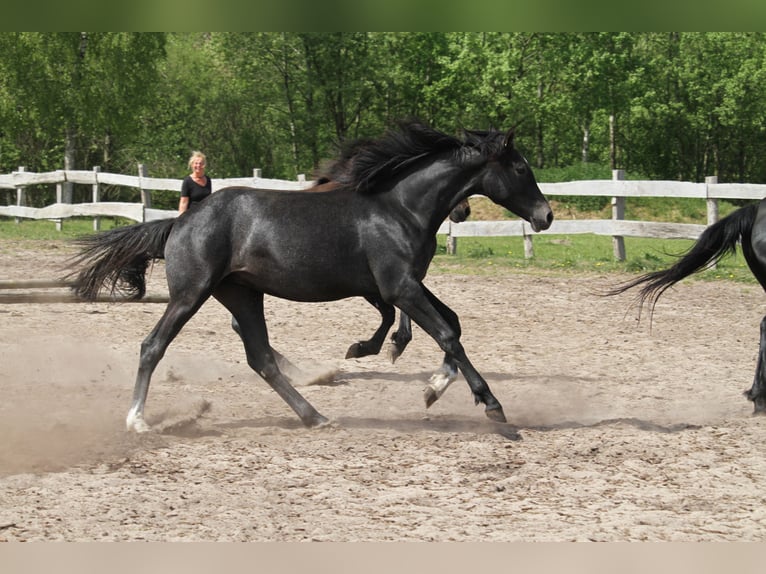German Riding Horse Mare 1 year 16 hh Gray-Dark-Tan in gl&#xFC;cksburg