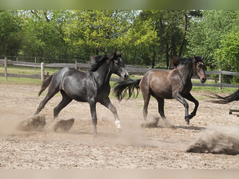 German Riding Horse Mare 1 year 16 hh Gray-Dark-Tan in gl&#xFC;cksburg