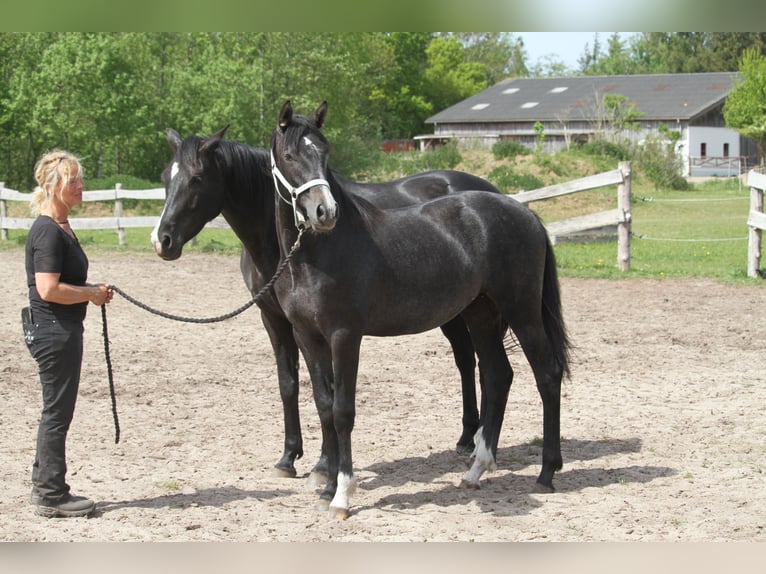 German Riding Horse Mare 1 year 16 hh Gray-Dark-Tan in gl&#xFC;cksburg