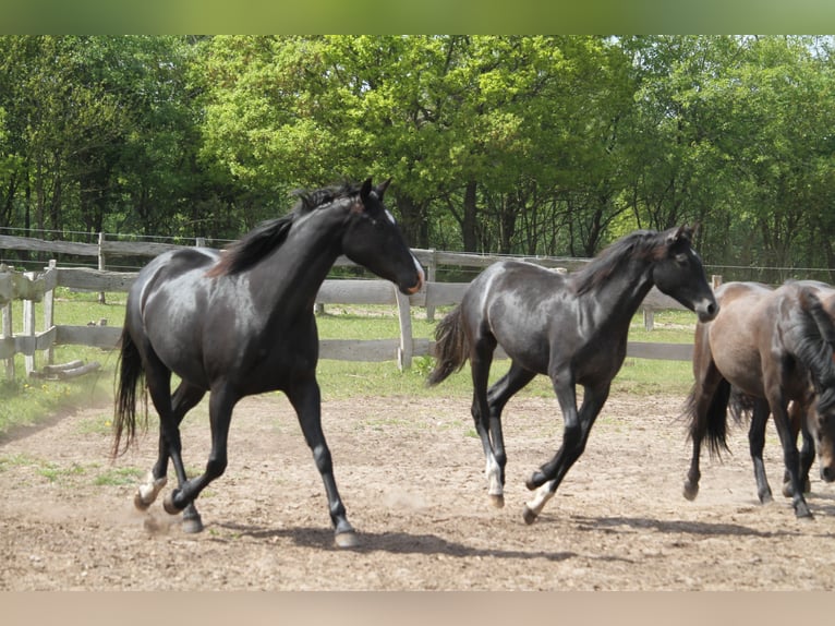 German Riding Horse Mare 1 year 16 hh Gray-Dark-Tan in gl&#xFC;cksburg