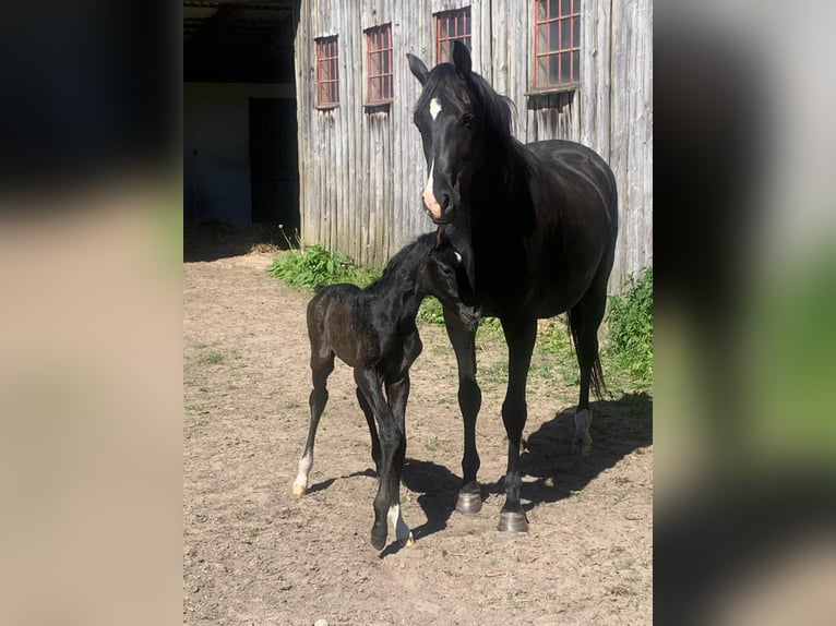 German Riding Horse Mare 1 year 16 hh Gray-Dark-Tan in gl&#xFC;cksburg