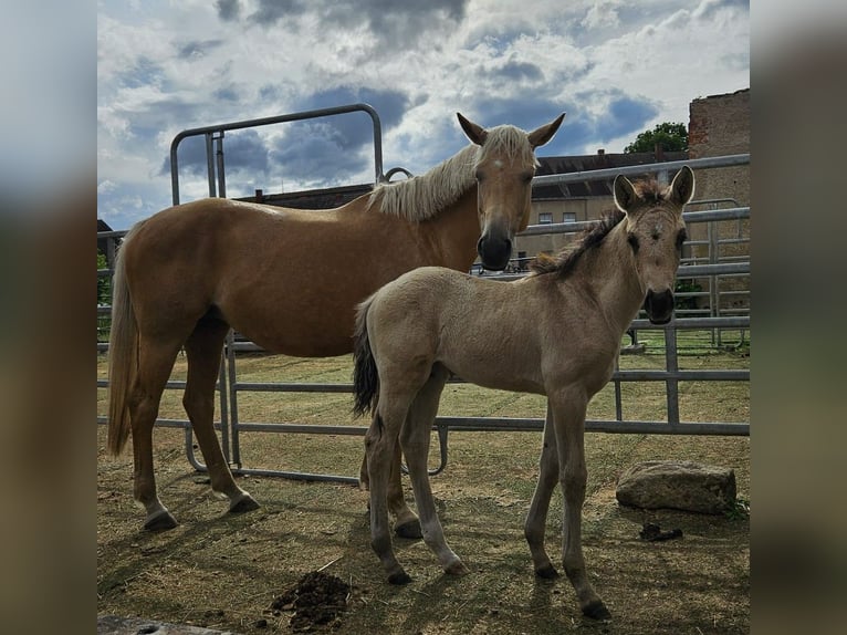 German Riding Horse Mare 1 year 16,2 hh Dun in Mügeln