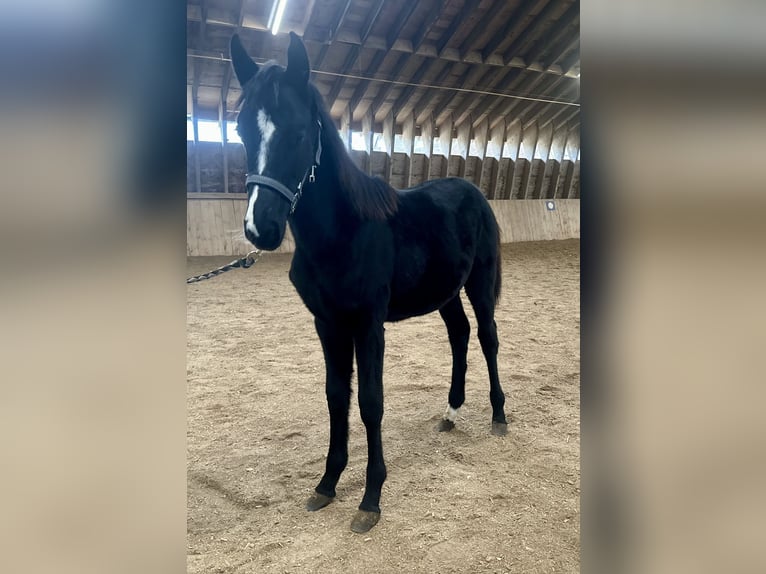 German Riding Horse Mare 1 year Black in Gunzenhausen