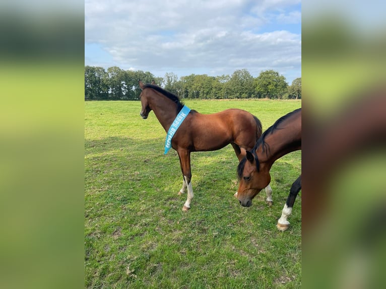 German Riding Horse Mare 1 year Brown in Bar&#xDF;el
