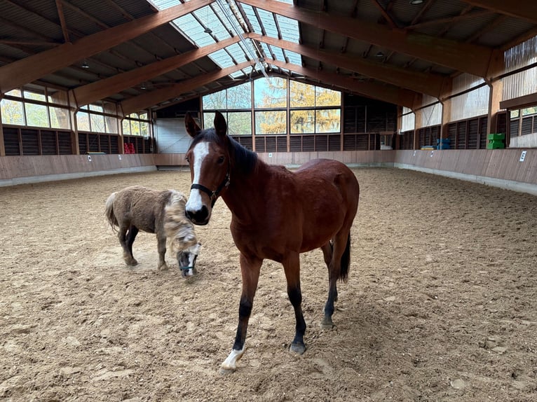 German Riding Horse Mare 1 year Brown in Schmallenberg