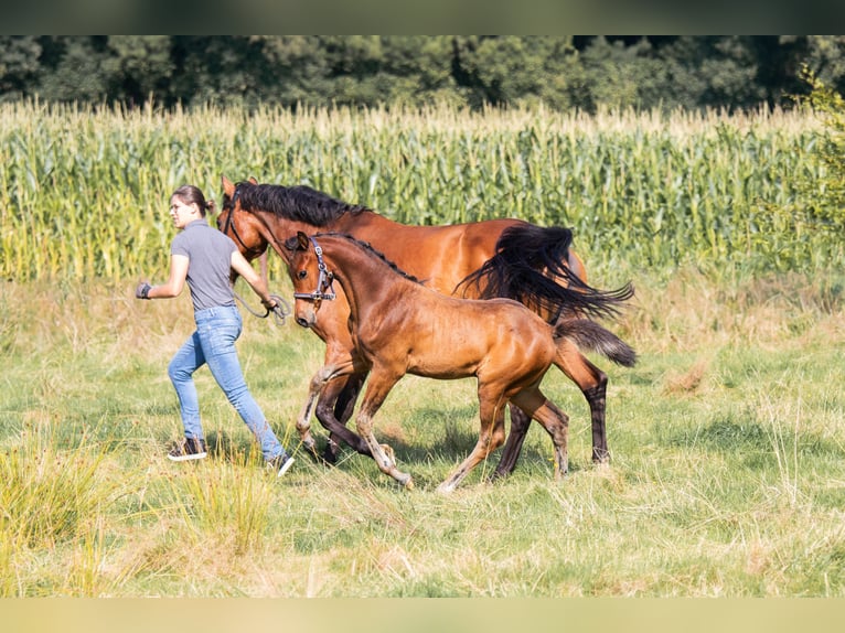 German Riding Horse Mare 1 year Brown in Friedeburg Reepsholt, Reepsholt