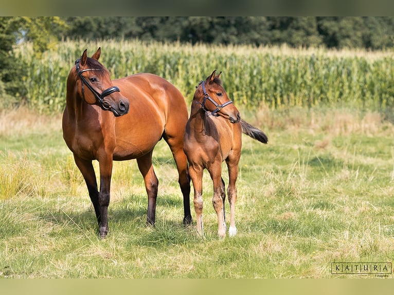 German Riding Horse Mare 1 year Brown in Friedeburg Reepsholt, Reepsholt