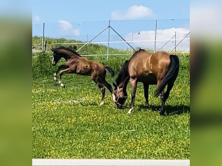 German Riding Horse Mare 1 year Brown in Niederneisen