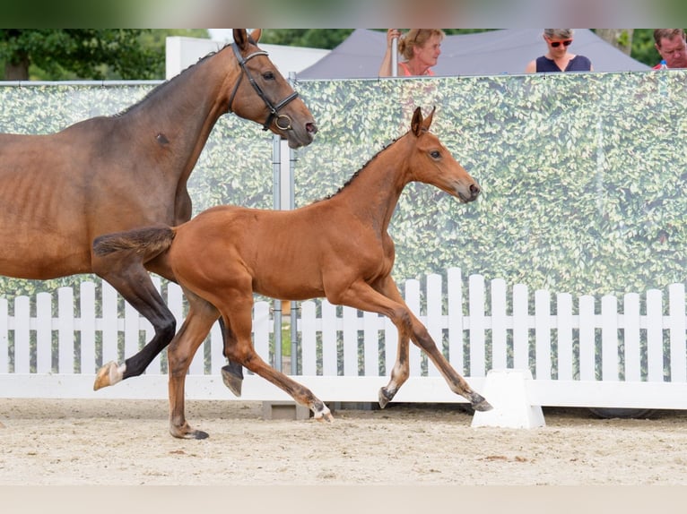 German Riding Horse Mare 1 year Brown in Schapen