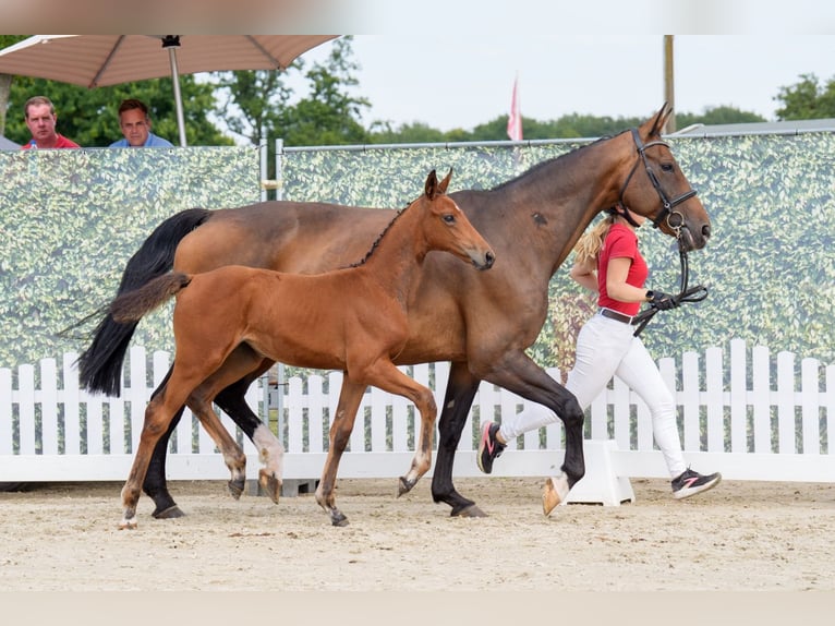 German Riding Horse Mare 1 year Brown in Schapen
