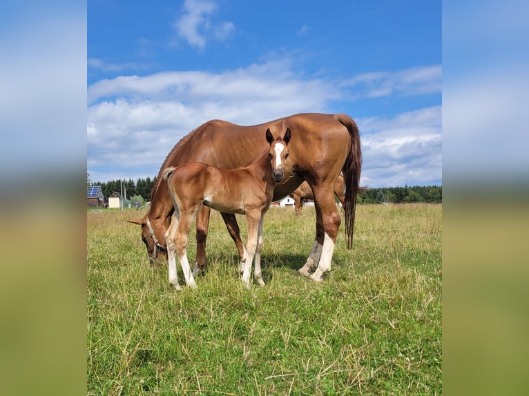 German Riding Horse Mare 1 year Chestnut-Red in Marienberg