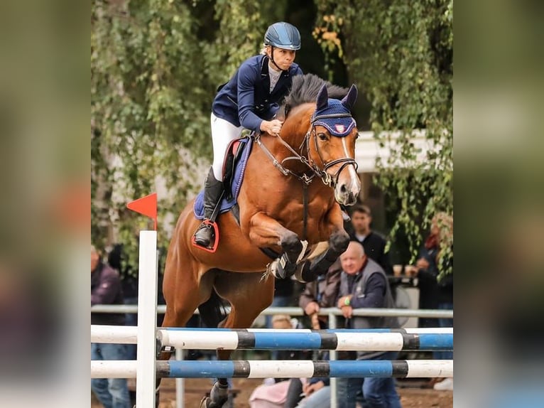German Riding Horse Mare 1 year Chestnut-Red in Paplitz