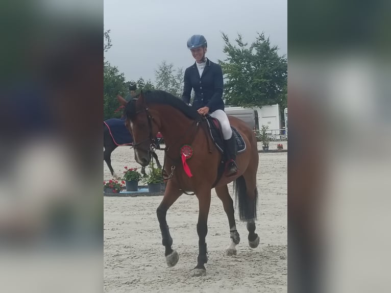 German Riding Horse Mare 1 year Chestnut-Red in Paplitz