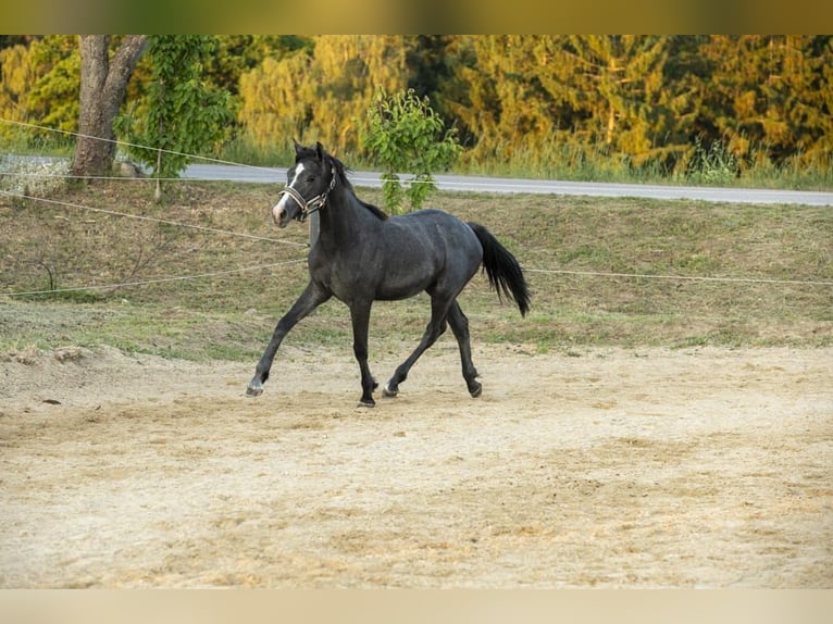 German Riding Horse Mare 1 year Grey in Wörth an der Donau