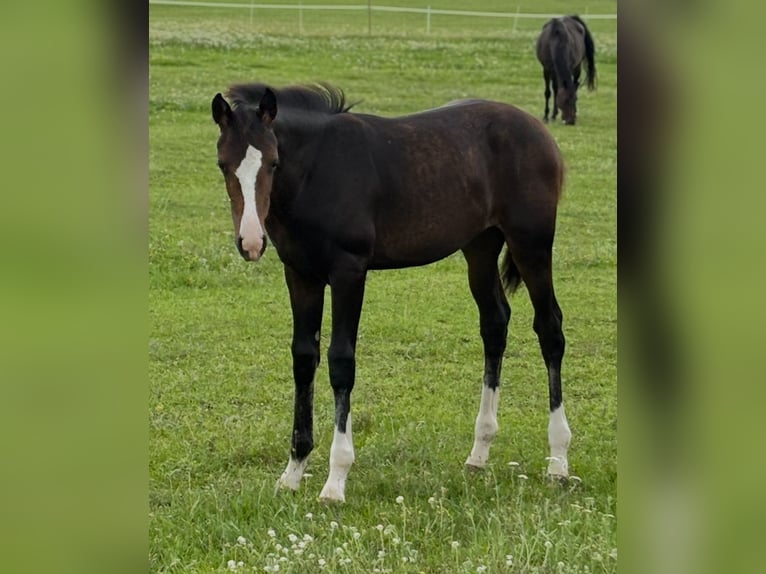 German Riding Horse Mare 1 year Smoky-Black in Wriezen