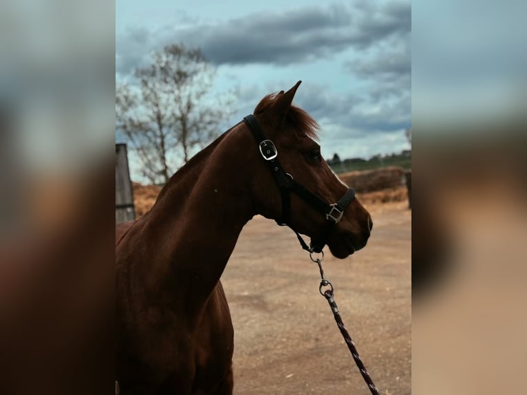 German Riding Horse Mare 20 years 13.2 hh Chestnut-Red in Mons