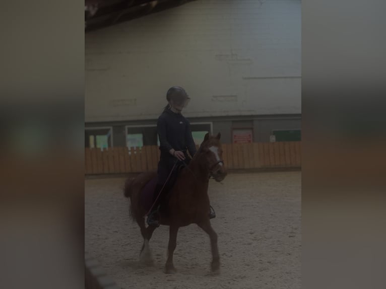 German Riding Horse Mare 20 years 13.2 hh Chestnut-Red in Mons