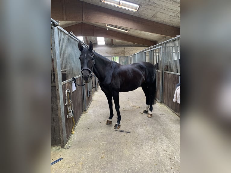 German Riding Horse Mare 20 years 15.3 hh Bay-Dark in Goch