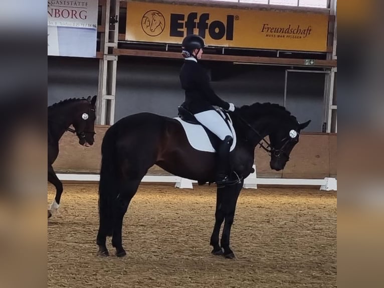 German Riding Horse Mare 20 years 16.2 hh Bay-Dark in Münster