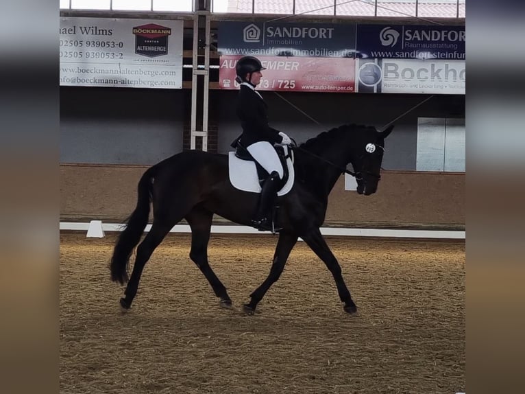 German Riding Horse Mare 20 years 16.2 hh Bay-Dark in Münster