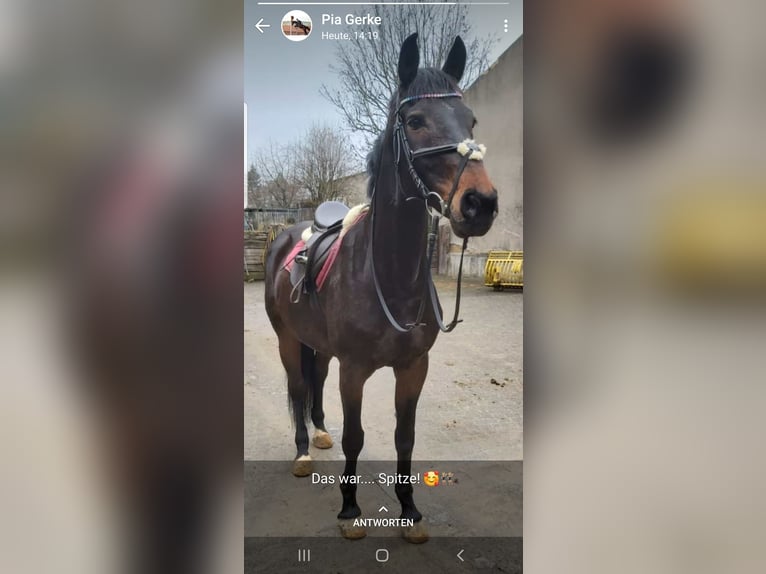 German Riding Horse Mare 20 years 16,2 hh Brown in Arnsberg