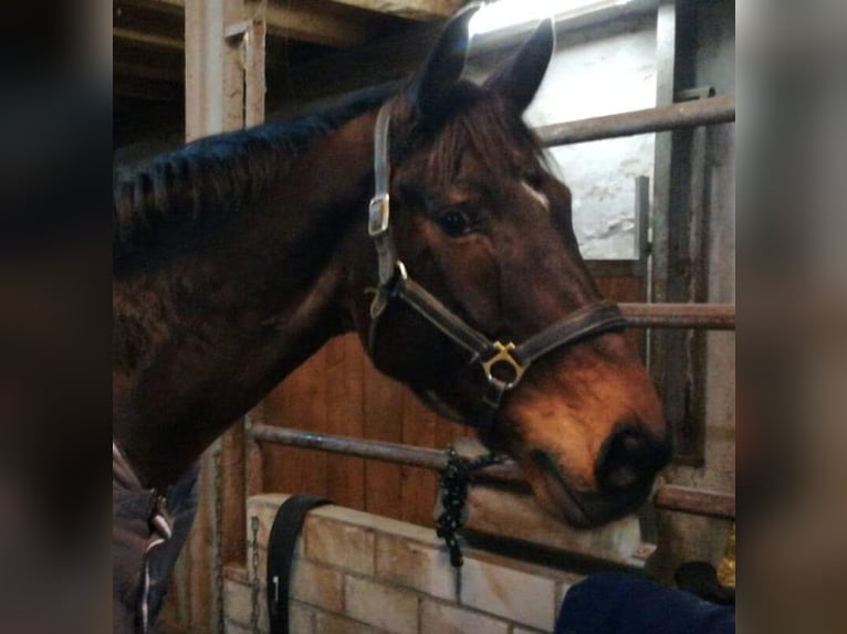 German Riding Horse Mare 20 years 16,2 hh Brown in Arnsberg